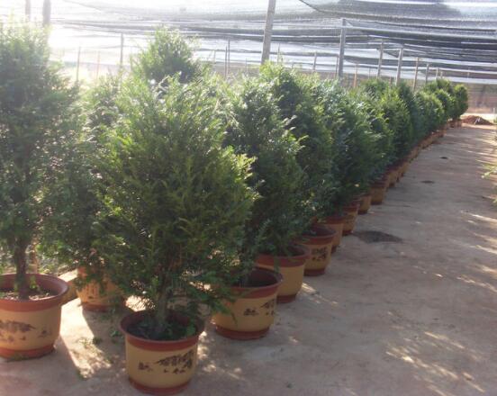 紅豆杉可以種庭院?jiǎn)幔梢?幸福安康，家庭和睦