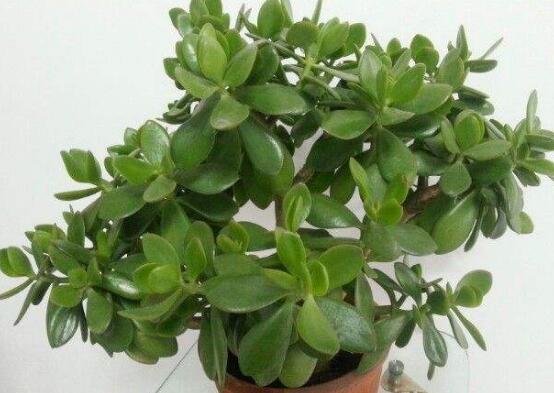 玉樹花幾年開花，掌握五大要點可年年開花