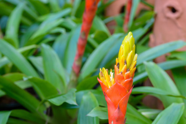 鴻運(yùn)當(dāng)頭葉子卷起來是什么原因