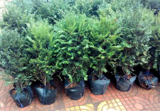 紅豆杉適合室內(nèi)養(yǎng)嗎，具有凈化空氣、延年益壽作用