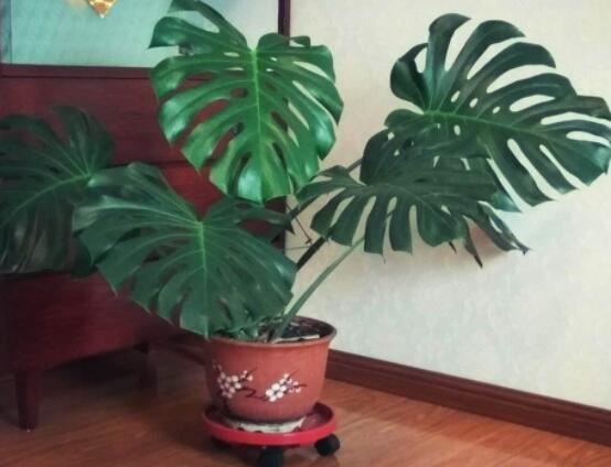 龜背竹用高盆還是矮盆，建議以高盆養(yǎng)殖最佳(紫砂盆)