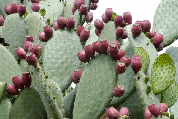 仙人掌有毒嗎，烏羽玉屬/巖牡丹屬等品種有毒