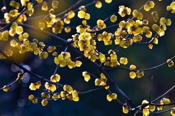 盆栽臘梅養(yǎng)殖方法