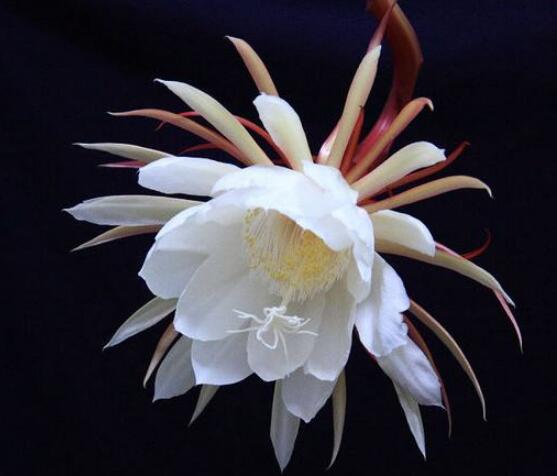 曇花的養(yǎng)殖方法和注意事項(xiàng)，老農(nóng)總結(jié)七大最實(shí)用養(yǎng)殖方法