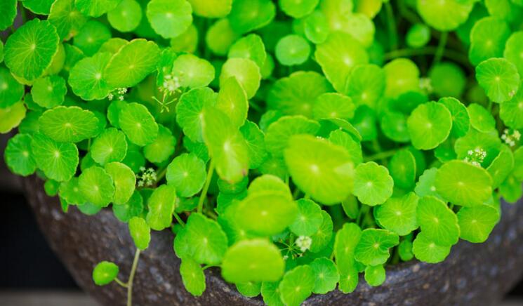 銅錢草適合室內(nèi)養(yǎng)嗎，雖然可以養(yǎng)但是要注意以下幾點