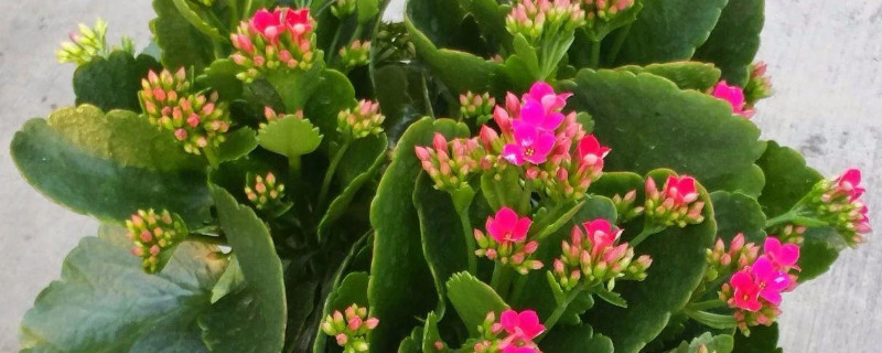 長壽花葉邊發(fā)紅是怎么回事