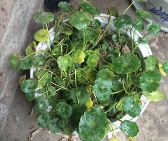 銅錢(qián)草葉子邊緣干枯，銅錢(qián)草葉子發(fā)黃怎么辦