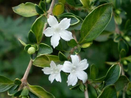 六月雪為什么不開(kāi)花，三種原因以及解決辦法