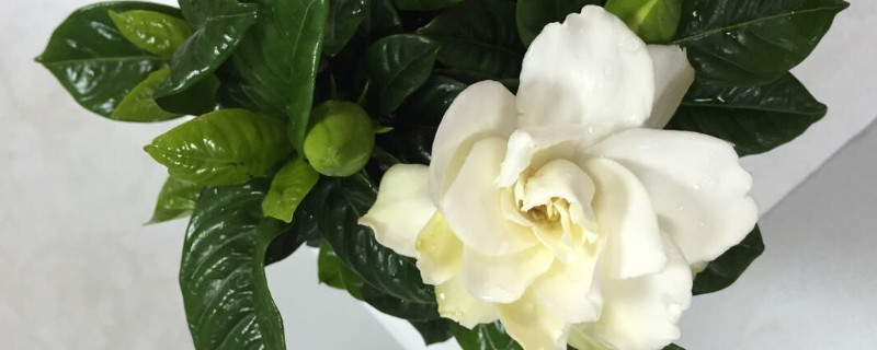 梔子花不同季節(jié)的養(yǎng)護(hù)管理