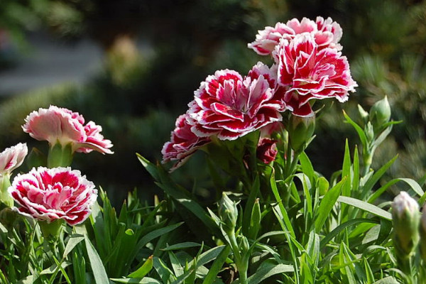 康乃馨花期是什么時(shí)候