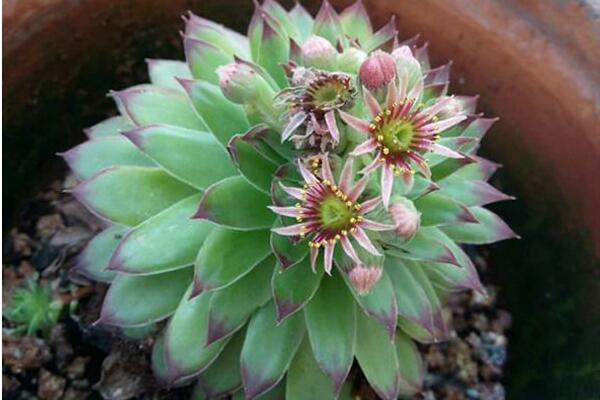 寶石花和觀音蓮的區(qū)別，詳細(xì)介紹葉子和花朵的不同