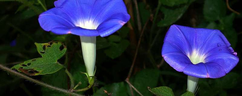 牽?；槭裁丛缟祥_花其他時(shí)間都不開