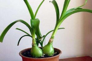 虎眼萬年青種子怎么種，萬年青的種植方法