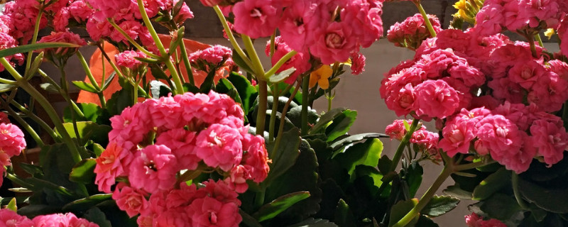 長(zhǎng)壽花什么時(shí)候開(kāi)花