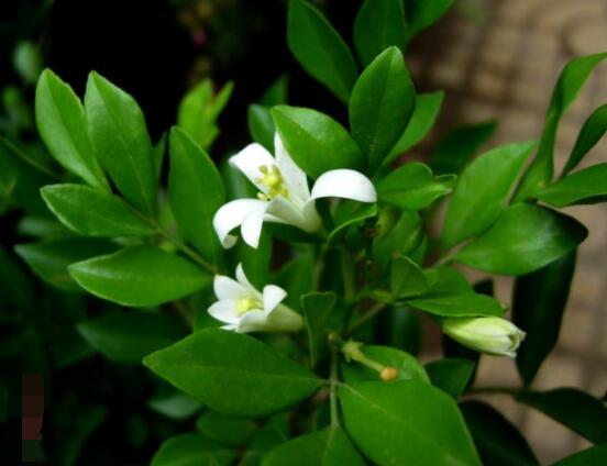 九里香多大開花，幼苗開花需3-4年/成株年年開花