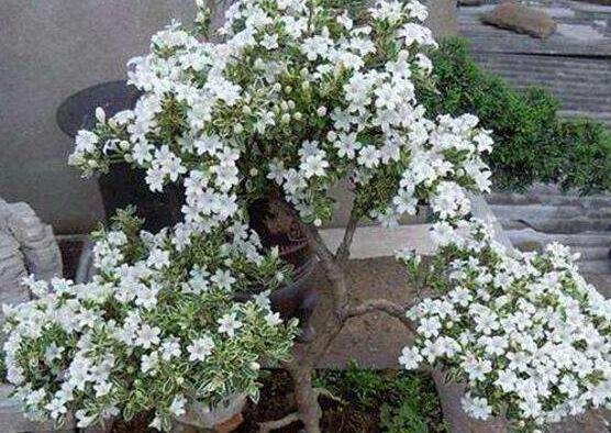 六月雪盆栽的寓意，寓意著守望愛情、不可缺的配角