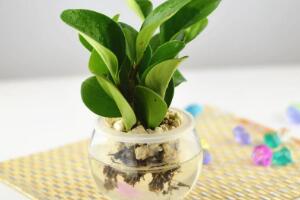 碧玉可以水培嗎，碧玉的水培養(yǎng)殖方法