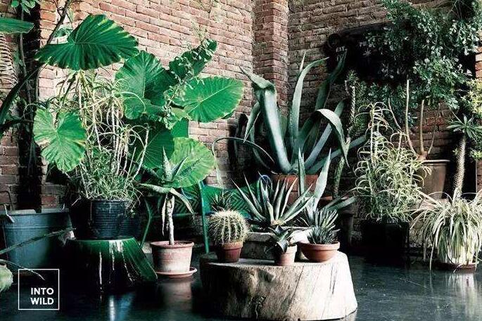 龜背竹放客廳風(fēng)水好嗎，對(duì)事業(yè)有助/對(duì)愛情有削弱的作用