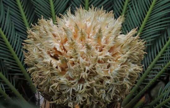 鐵樹開花什么意思，鐵樹的寓意象征著吉祥如意