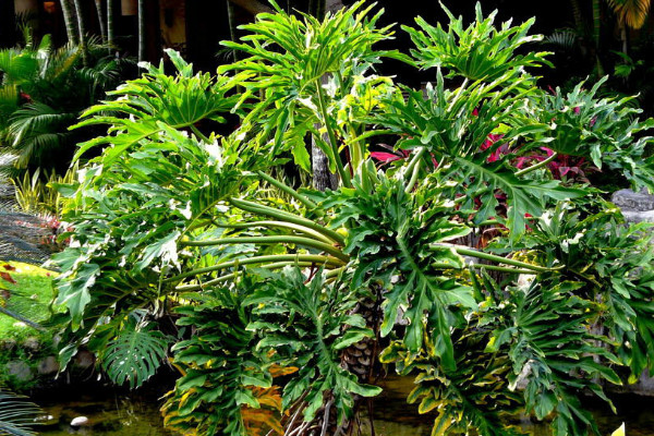 龜背竹好養(yǎng)嗎長得快嗎