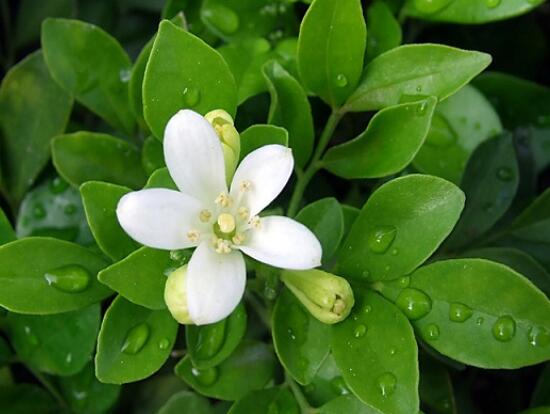 九里香葉子為什么發(fā)黃，九里香葉子發(fā)黃怎么辦