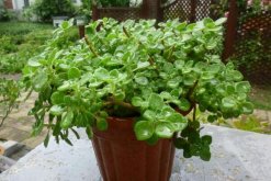 碰碰香的作用，沒想到碰碰香竟然有這么多好處