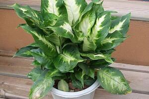 萬年青怎么澆水，萬年青多久澆次水/三天澆一次