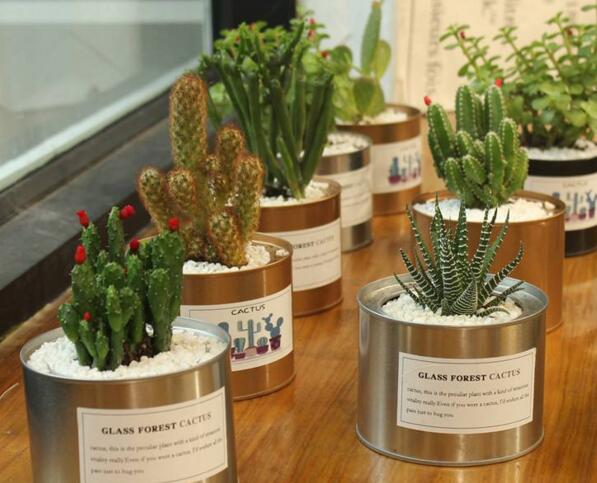 仙人球適合放在哪里，適合放在門窗口當時不是放在東方