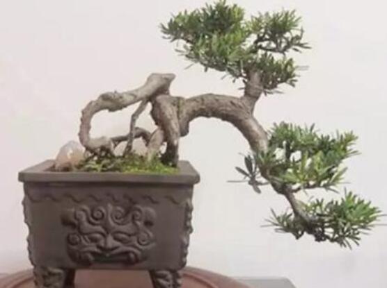 羅漢松盆景施肥，做好以有機液肥、稀薄的餅肥水為主