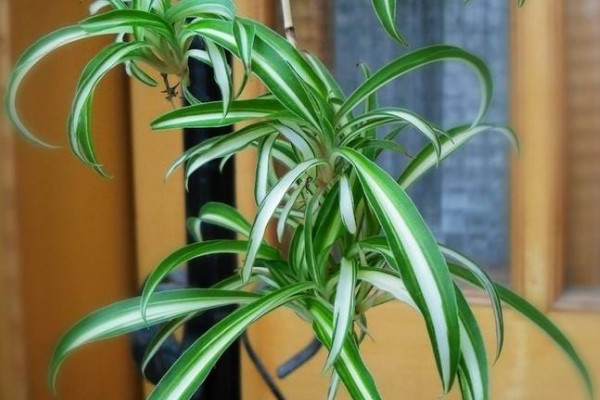 金邊吊蘭夏天怎么養(yǎng)