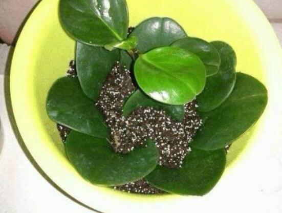 橡皮樹扦插，教你六大基本步驟快速生根發(fā)芽(30天)