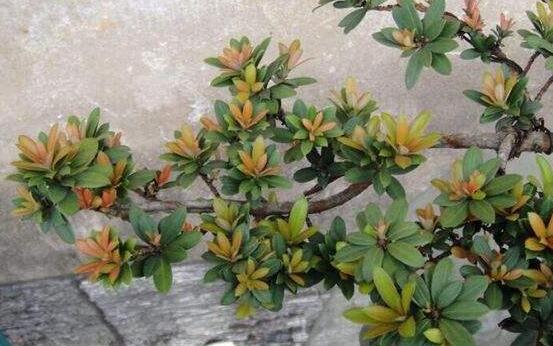 羅漢松什么品種最好，盤點(diǎn)最珍貴且珍稀四種品種