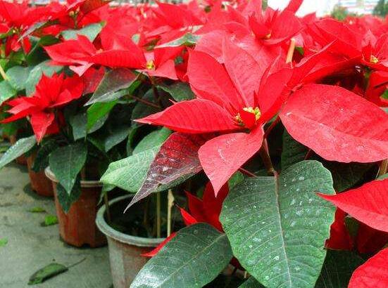 一品紅如何剪枝，春夏季節(jié)修剪最好(兩次摘心)