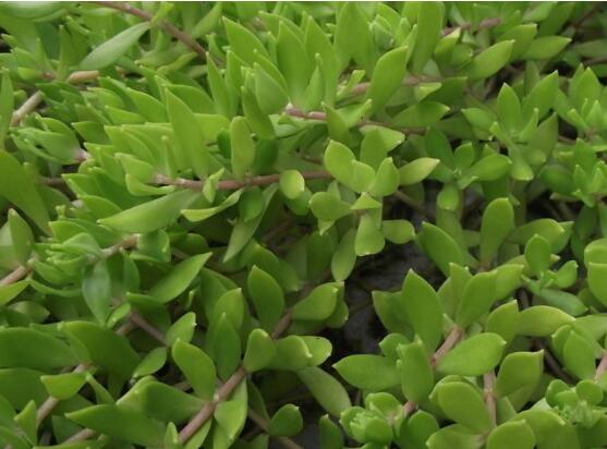 玉樹用什么肥料好，玉樹施氮磷鉀復合肥最好