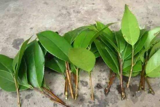 橡皮樹剪下來怎么生根，做好五個步驟便可發(fā)芽長葉