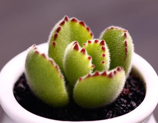 熊童子用什么土，腐葉土、園土、沙土最為合適