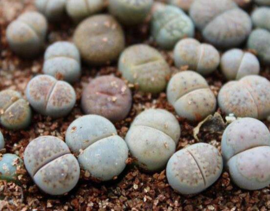 夏天生石花怎么養(yǎng)，做好五個要點可安然度夏