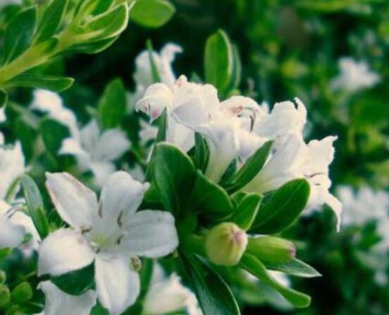 六月雪掉葉子怎么回事，最簡(jiǎn)單實(shí)效三種解決辦法