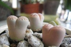 生石花徒長(zhǎng)了怎么辦，四步教你抑制生石花徒長(zhǎng)