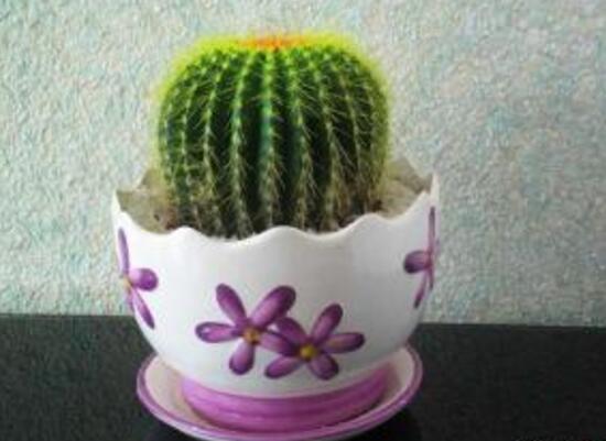 仙人球能治什么病，仙人球的作用與功效