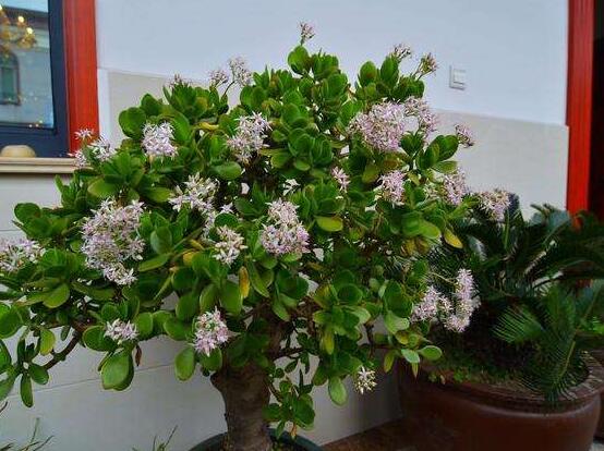 玉樹(shù)花盆景圖片大全，每個(gè)盆景都玉樹(shù)臨風(fēng)、多姿多彩