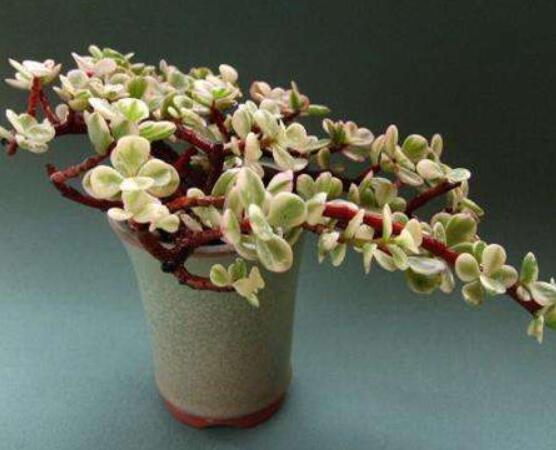 雅樂之舞的養(yǎng)殖方法和注意事項，老農(nóng)總結(jié)最實用八大養(yǎng)殖方法