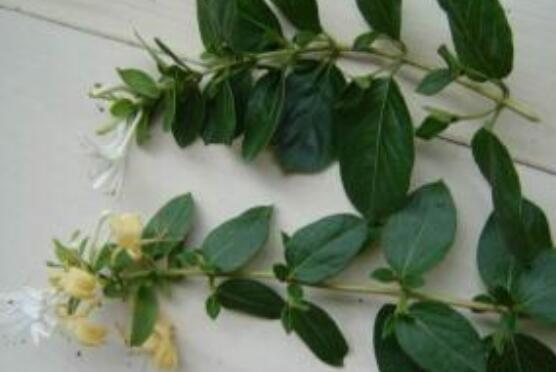 碰碰香的繁殖與養(yǎng)護，扦插繁殖存活率最高/肥水光照充足