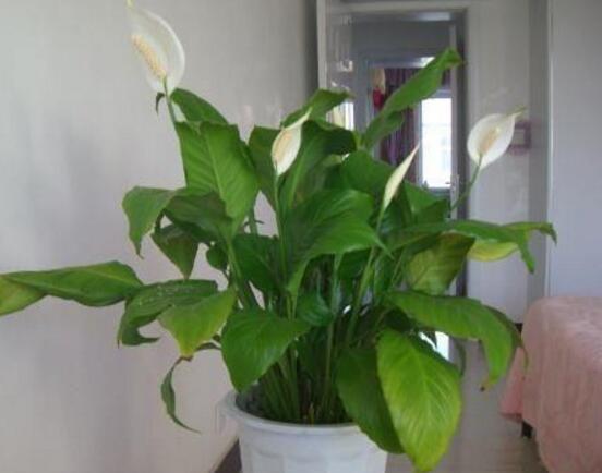 一帆風(fēng)順多久澆一次水，做到不干不澆、澆則澆透原則