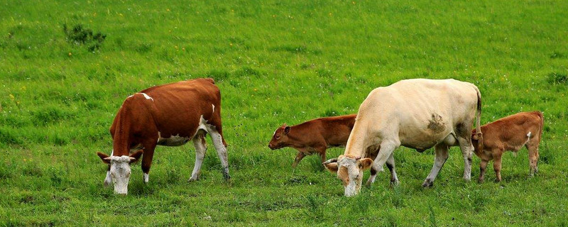 牛吃什么飼料長(zhǎng)得快