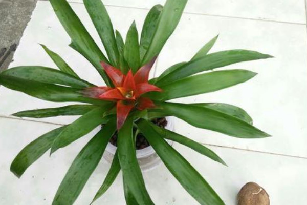 鴻運(yùn)當(dāng)頭可以水培嗎