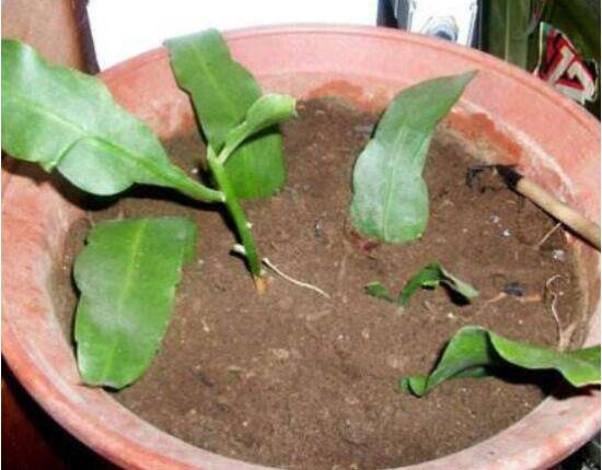 曇花葉插注意事項(xiàng)，只需要注意這五點(diǎn)即可