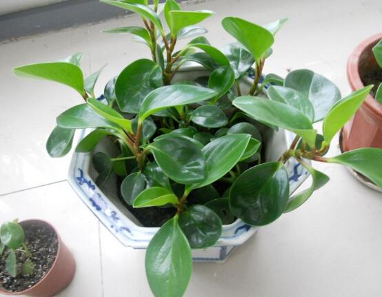 植物碧玉的風水作用，舒緩心靈、增強運勢