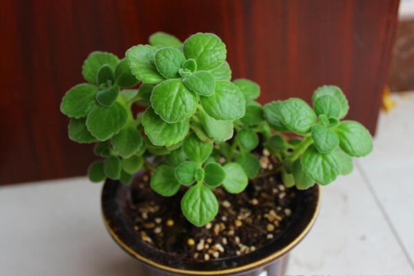 碰碰香怎么澆水，不同的季節(jié)需要掌握不同的方法