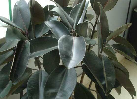 橡皮樹(shù)葉子打卷怎么辦，保持光照充足、溫度合理、忌積水